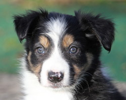 Tricolour MALE border collie puppy